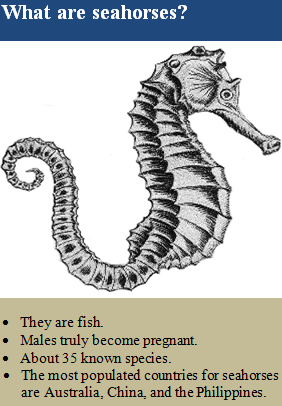 Seahorse Classification Chart