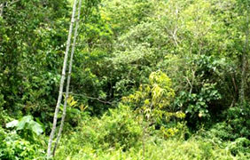 tarsier habitat