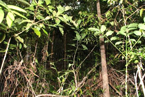 tarsier habitat